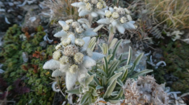edelweiss val cogne